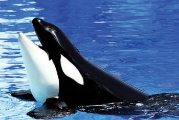 TE - killer whale