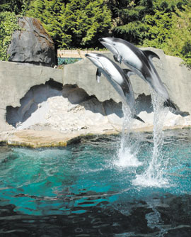 two dolohins jumping out of the water - vertical format