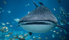 2023 Conference Teaser