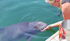 The Story of Freja, the World's Oldest Harbor Porpoise <em>(Phocoena phocoena)</em> and her Contribution to Wildlife Conservation