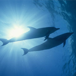 Read IMATA's statement on drive fisheries